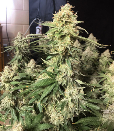 Сорт Sweet Cherry Pie (Sweet Seeds)