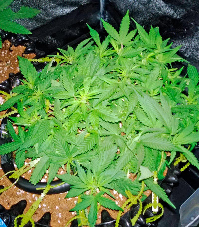 Сорт Deep Cheese fem (Dinafem Seeds)