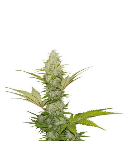 Сорт Blue Cheese fem (Royal Queen Seeds)