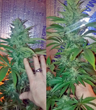 Сорт Bubblelicious fem (Nirvana Seeds)