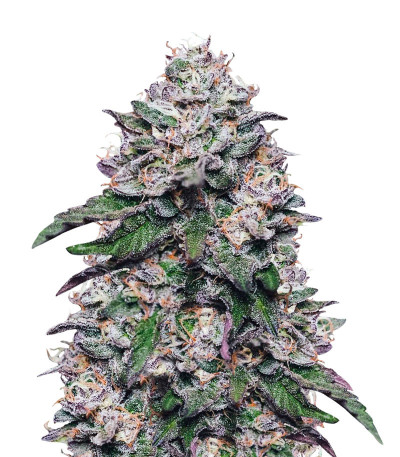 Сорт Cookies USA fem (Pyramid Seeds)