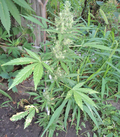 Сорт Niagara auto fem (Doctor’s Choice)