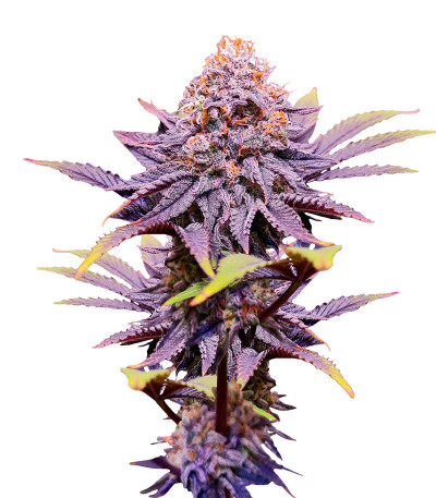 Сорт Punch Cookies fem (AlphaFem Seeds)