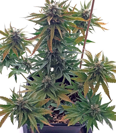 Сорт Roadrunner Autoflowering fem