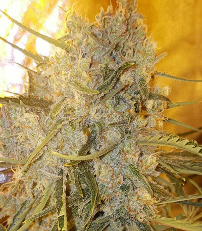 Сорт Cinderella's fem (Sumo Seeds)