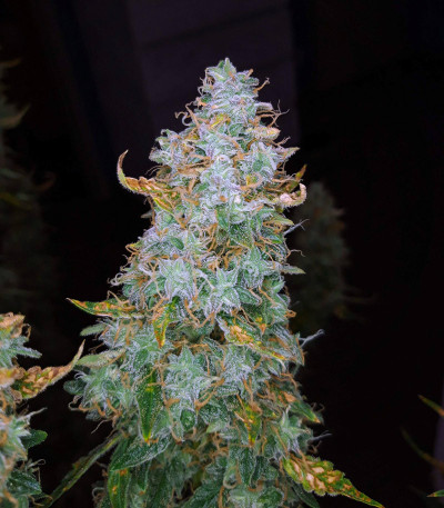 Сорт Auto Night Queen fem (Dutch Passion)