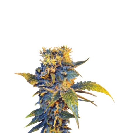 Сорт Colombian Sweet fem (VIP seeds)