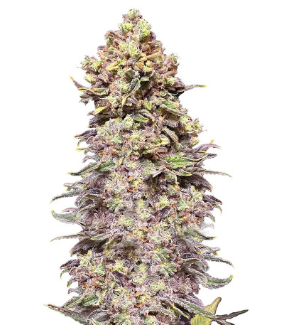 Сорт Gran Purple Banner Auto fem (Cali Buds Seeds)