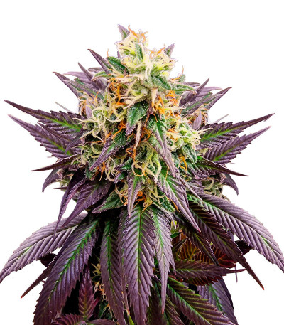 Сорт Jealousy fem (Original Sensible Seeds)