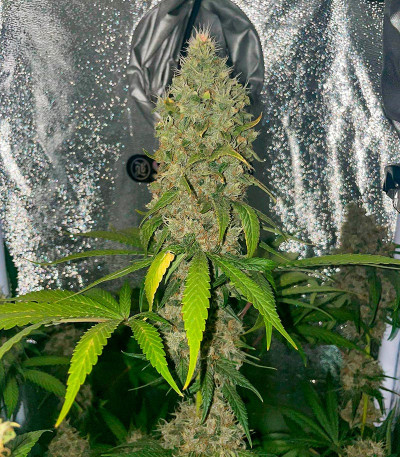 Сорт Black Muffin F1 Fast Version fem (Sweet Seeds)