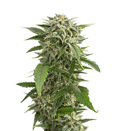 Сорт Bubba Kush Autoflowering fem (Dinafem Seeds)