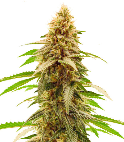 Сорт Cherry Pie fem (Advanced Seeds)