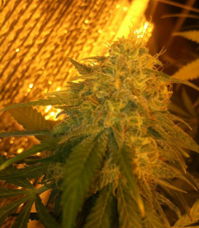 Сорт Russian Snow fem (Vision Seeds)