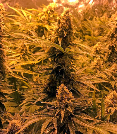 Сорт Snow White (Big Bud) fem (Nirvana Seeds)