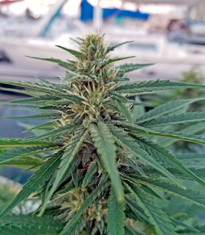 Сорт Strawberry Amnesia fem (Dinafem Seeds)