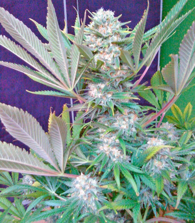 Сорт S.A.D. Sweet Afgani Delicious S1 fem (Sweet Seeds)