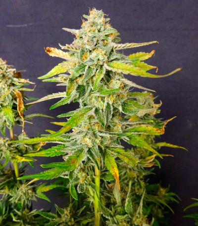 Сорт Black Orchid fem (Original Sensible Seeds)