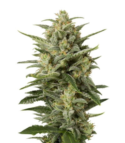 Сорт Cheese XXL Autoflowering шишки