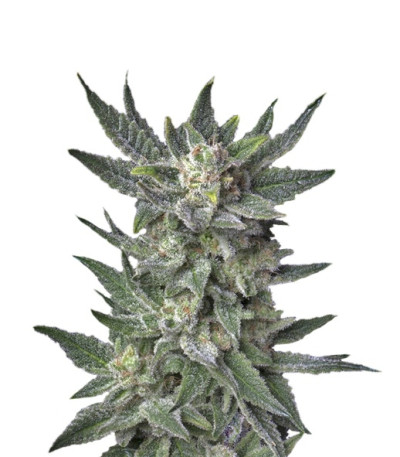 Сорт Auto Bubblegum fem (TH Seeds)