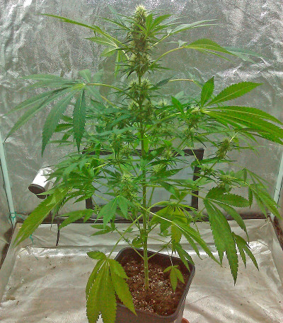 Сорт Karibeña (Karibbean Mango) fem