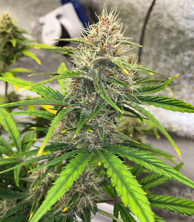 Сорт Cherry Cola Auto fem (FastBuds)