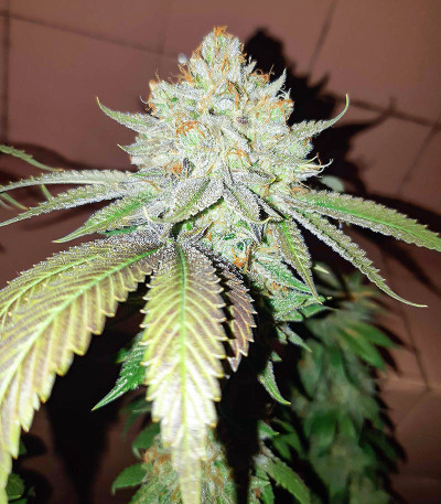 Сорт AFS Princess fem (AlphaFem Seeds)