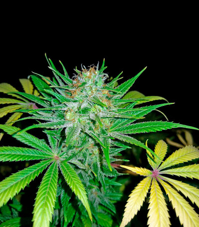 Сорт Diesel Glue (BCN Diesel) fem