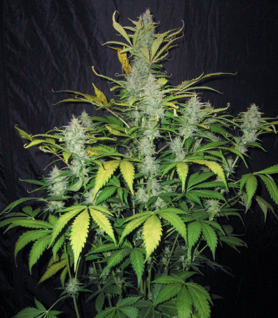 Сорт Blue Auto Mazar fem (Dutch Passion)