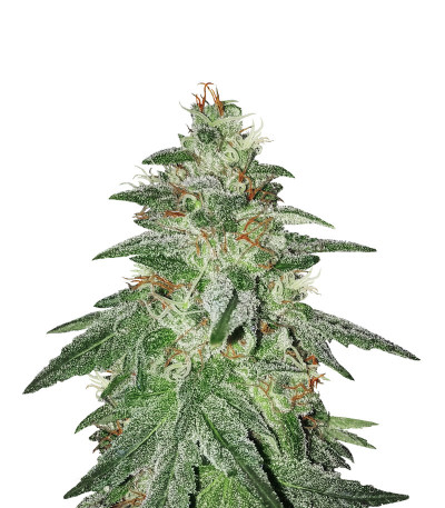 Сорт Bruce Banner #3 fem (Original Sensible Seeds)