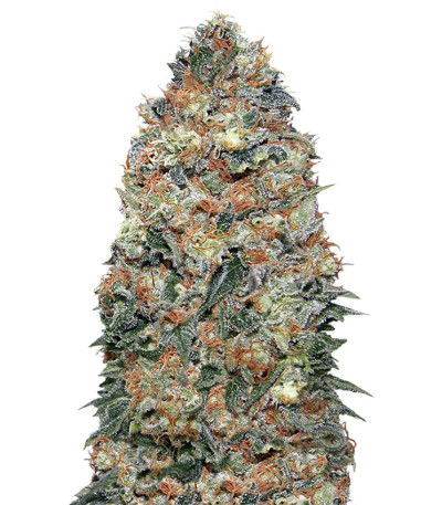 Сорт White Widow fem (00 Seeds)