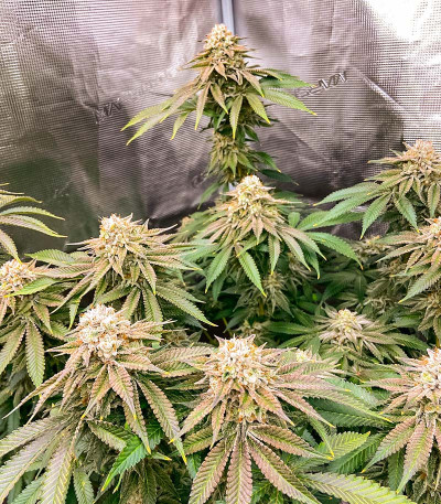 Сорт Lemon Orange fem (Green House Seeds)