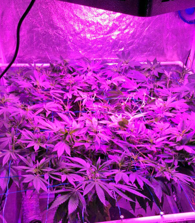 Сорт Desert Diesel fem