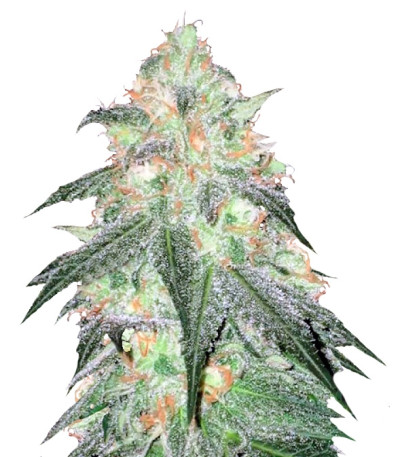 Сорт Auto Sour Diesel fem (Bulk Seed Bank)