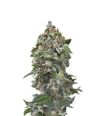 Сорт White Cheese Autoflowering fem (Dinafem Seeds)