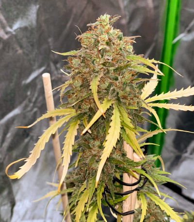 Сорт Auto Do-Si-Dos Cookies fem (00 Seeds)