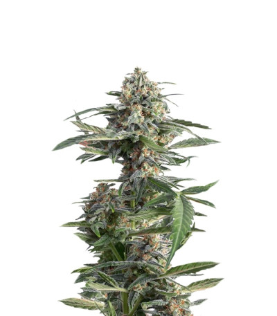 Сорт Critical Cheese Autoflowering fem (Dinafem Seeds)