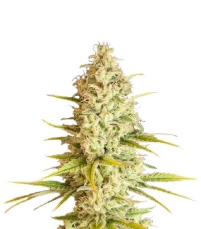 Сорт Critical VIP fem (VIP seeds)