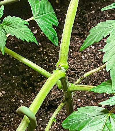 Сорт Jamnesia Haze fem (Dr. Krippling Seeds)