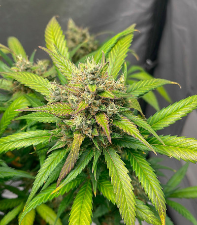 Сорт Papaya Zoap Auto fem (Sweet Seeds)