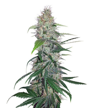 Сорт Shiva Skunk fem (Sensi Seeds)