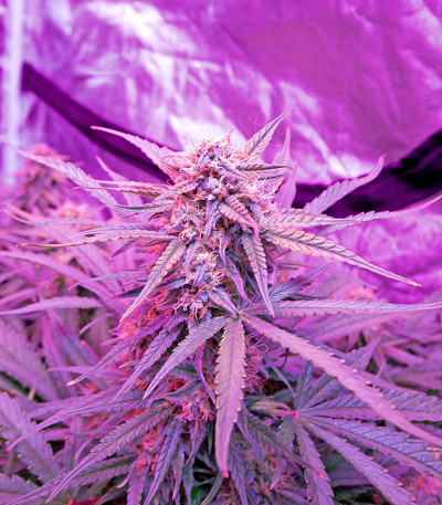 Сорт Critical Jack Autoflowering (Dinafem Seeds)