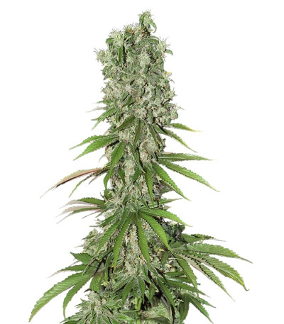 Сорт White Strawberry Skunk fem (Strain Hunters)