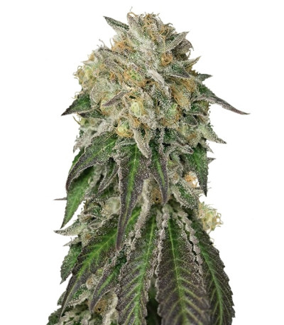 Сорт Amherst Sour Diesel fem (Humboldt Seeds)