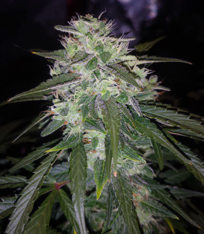 Сорт Auto Gelato #33 fem (Advanced Seeds)