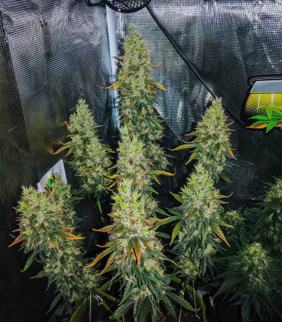 Сорт Auto Lemon Kix (Dutch Passion)