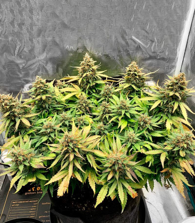 Сорт Bruce Banner Auto (Monster Genetics)