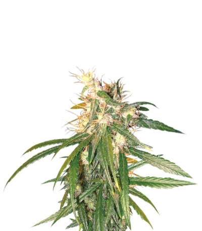 Сорт Hashplant Haze reg (DNA Genetics)