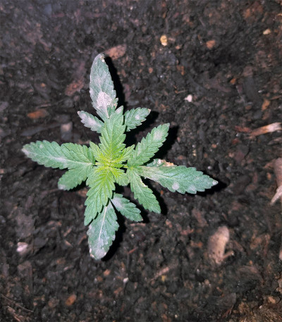 Сорт Auto Do-Si-Dos Cookies fem (00 Seeds)