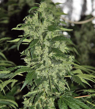 Сорт Chronic fem (Serious Seeds)