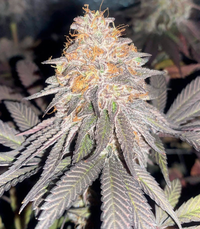 Сорт King's Juice (Green House Seeds)